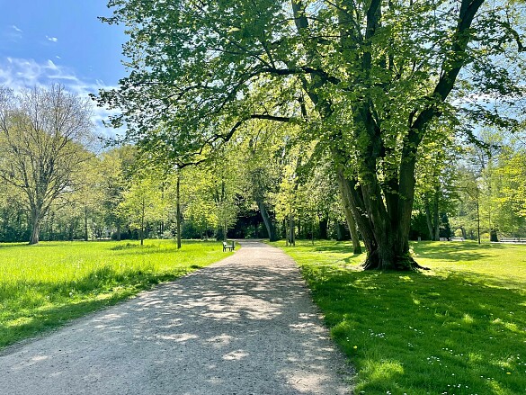 Weg im Bremer Bürgerpark umgeben von grünen Bäumen und Wiesen bei Sonnenschein.